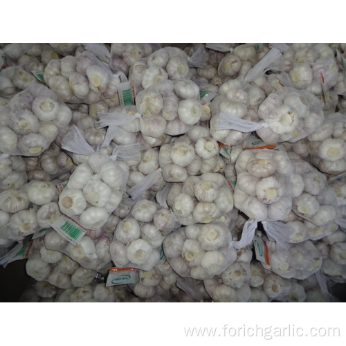 Fresh Normal White Garlic Of Crop 2019